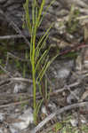 Apalachicola toadflax